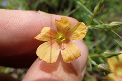 Linum alatum