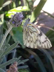 Tatochila