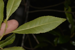 Elaeocarpus reticulatus