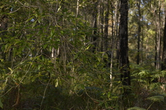 Elaeocarpus reticulatus