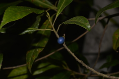 Elaeocarpus reticulatus