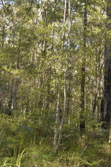 Elaeocarpus reticulatus