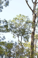 Elaeocarpus reticulatus