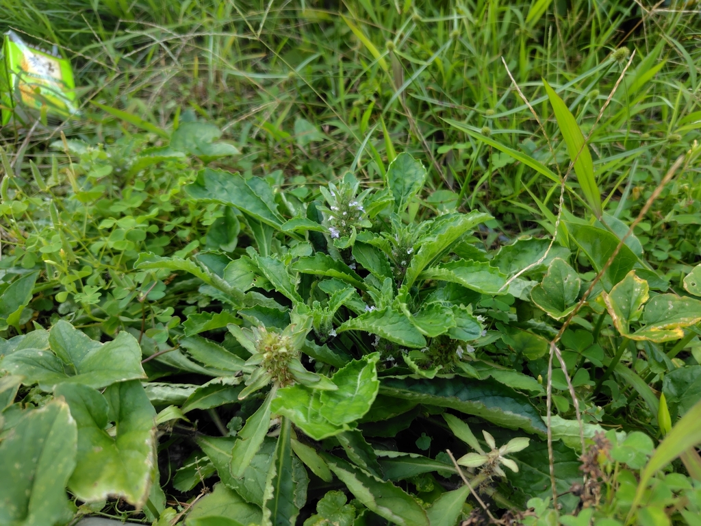 Ajuga taiwanensis; photograph (c) chiuluan, some rights reserved (CC BY)