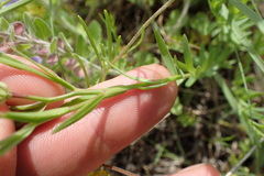 Linum alatum