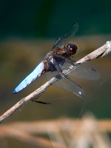 Broad-bodied Chaser