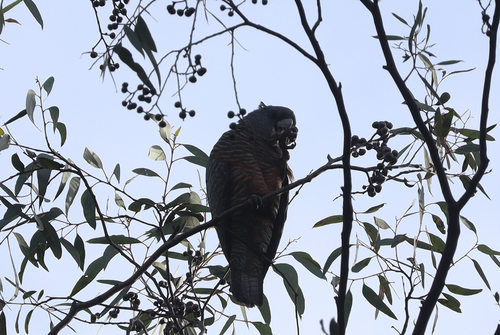 Gang-gang Cockatoo