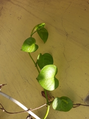 Epipremnum aureum