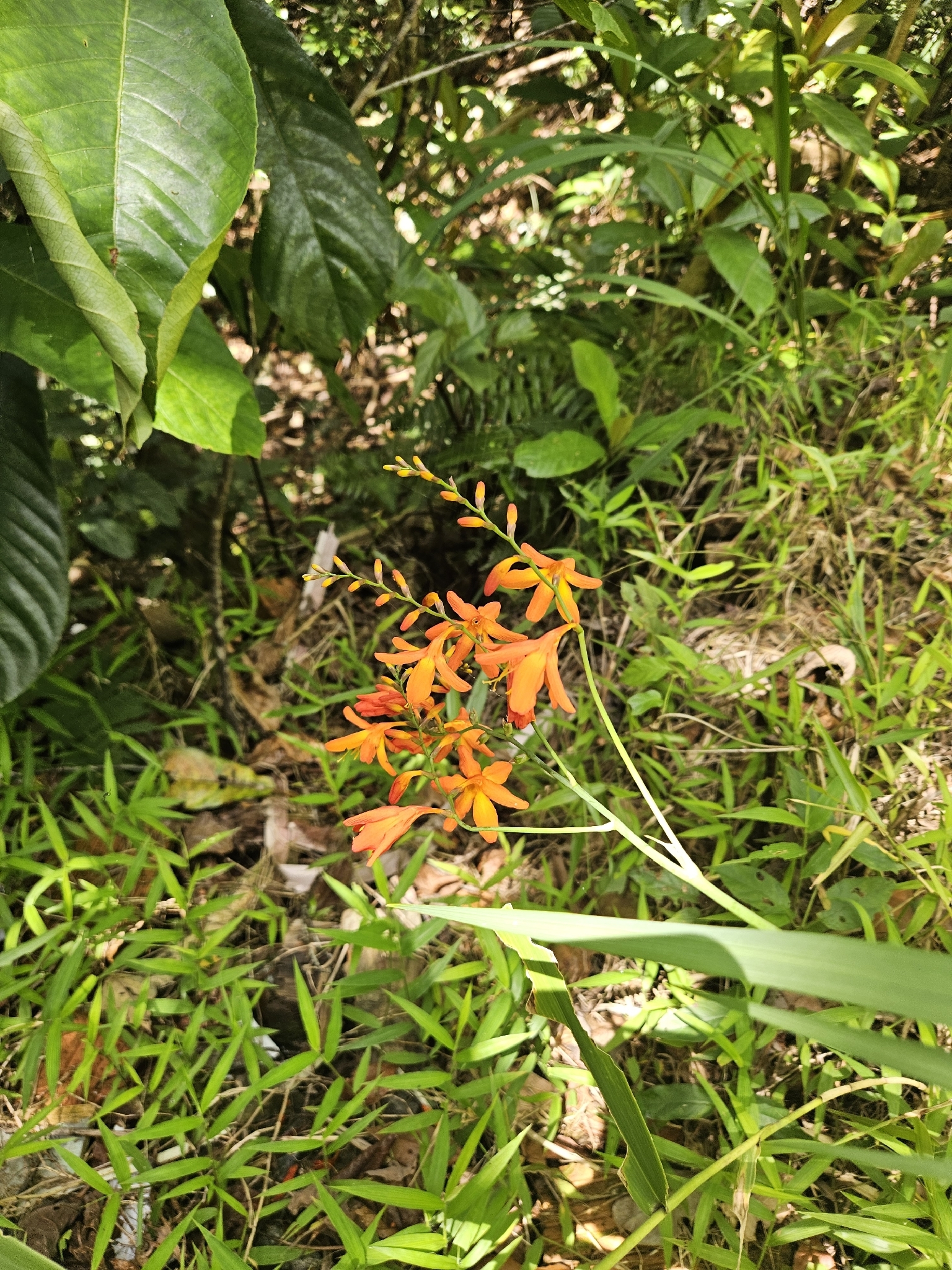 Crocosmia crocosmiiflora — ảnh 2