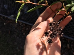 Commersonia dasyphylla