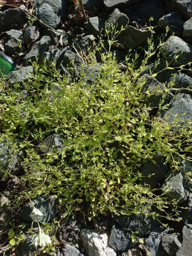 Arenaria trinervia iNat (2)