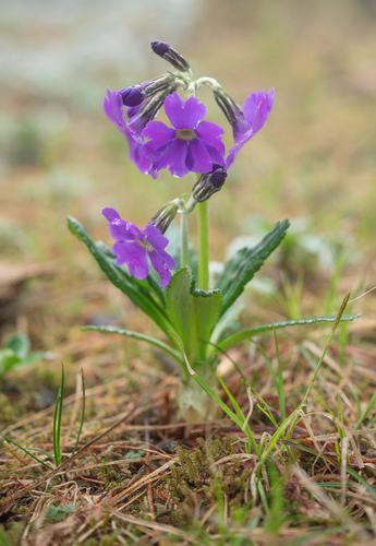 Primula calliantha, photograph 5