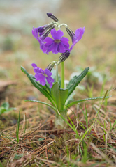Morten Ross, CC BY, iNaturalist via GBIF Primula calliantha, photograph Morten Ross, CC BY, iNaturalist via GBIF