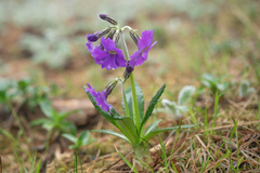 Primula calliantha, photograph Morten Ross, CC BY, iNaturalist via GBIF
