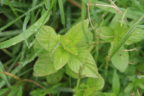 Mentha arvensis