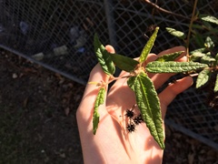 Commersonia dasyphylla