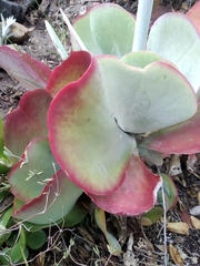Kalanchoe luciae