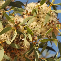 Eucalyptus diversifolia