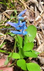 Corydalis ambigua