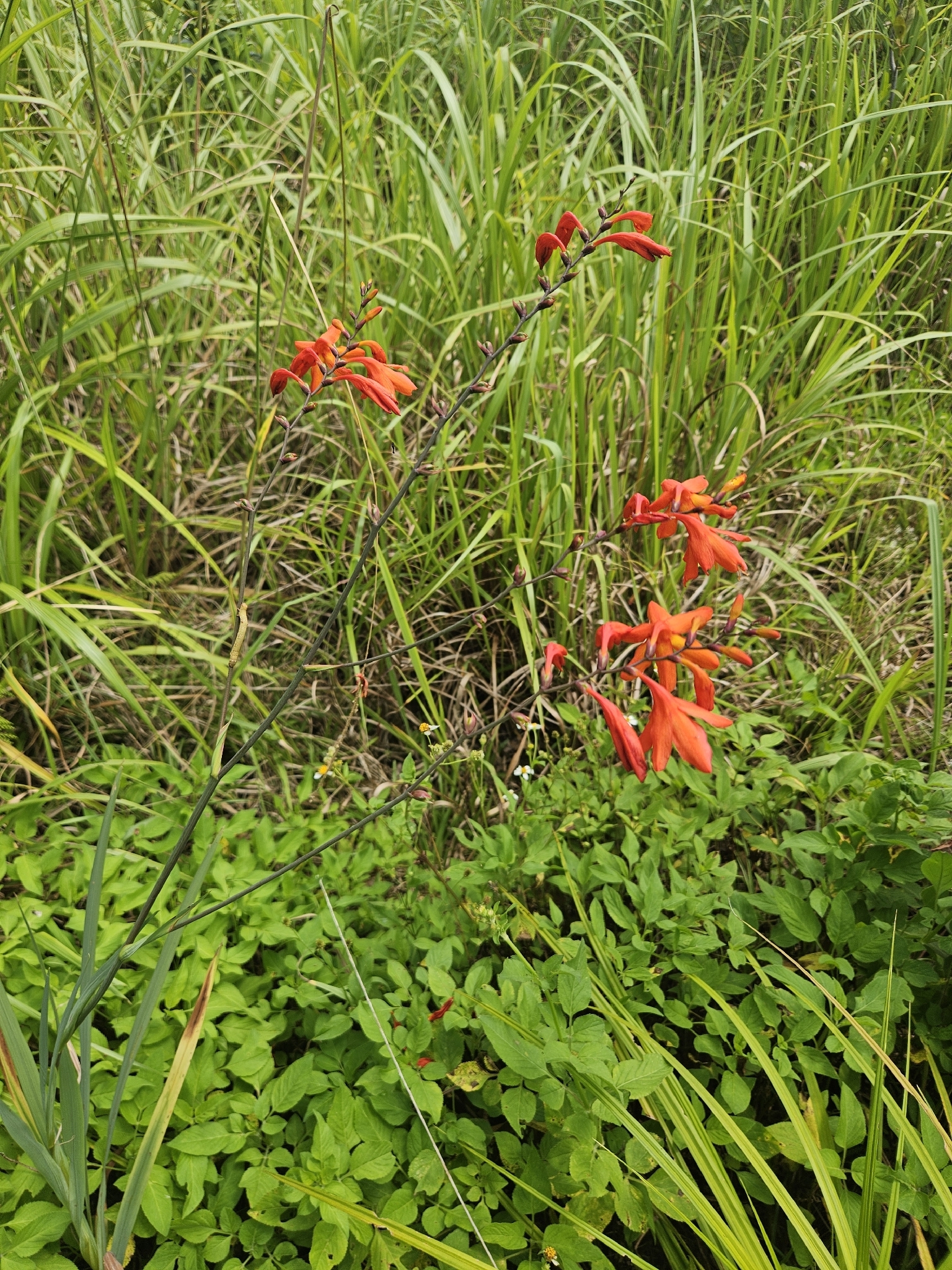 Crocosmia crocosmiiflora (Crocosmia crocosmiiflora)