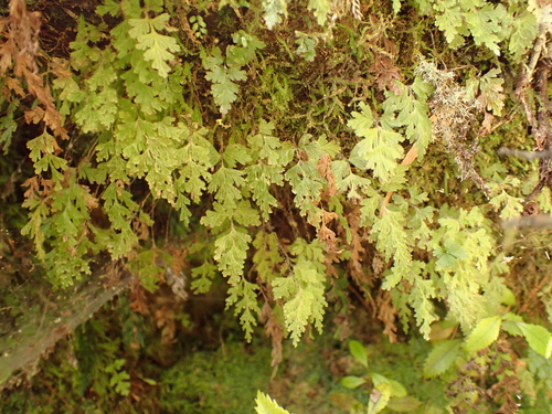 Hymenophyllum rufescens observed 2026-02-12