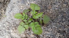 Rorippa divaricata