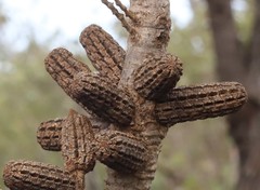 Allocasuarina humilis