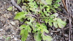 Rorippa divaricata