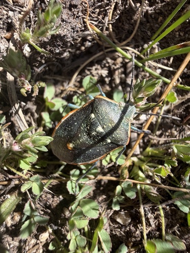 iNaturalist observation photo of Say's Stink Bug