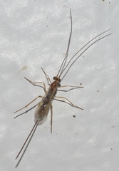 Macrocentrinae