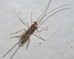 Macrocentrinae