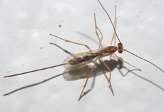 Macrocentrinae