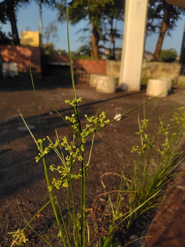 Cyperus surinamensis, photograph 3