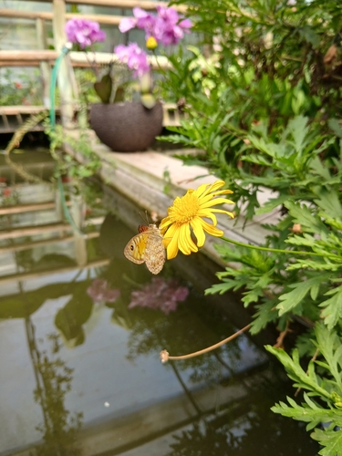 Wall Brown