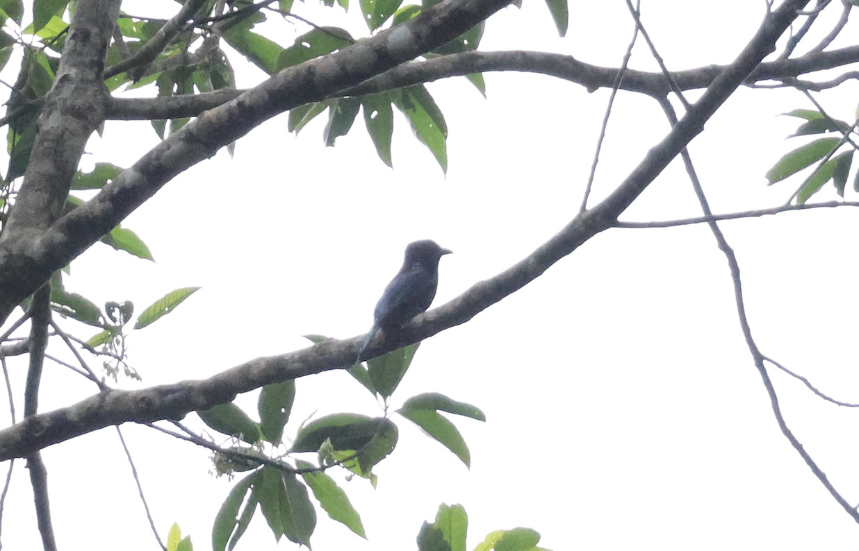 Short-tailed Drongo (Dicrurus striatus), photo 5