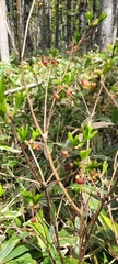 Pavel Smirnov, CC BY, iNaturalist via GBIF Rhododendron pentandrum, photograph Pavel Smirnov, CC BY, iNaturalist via GBIF