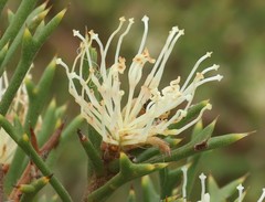 Hakea tuberculata
