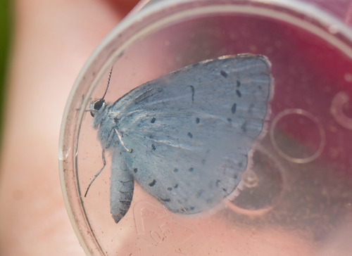 Holly Blue