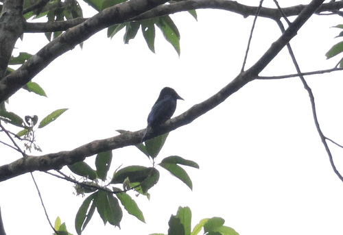 Short-tailed Drongo (Dicrurus striatus), photo 4