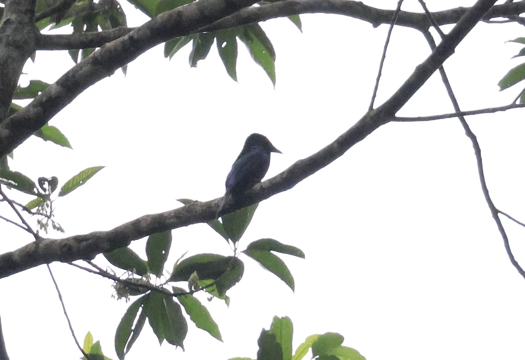 Short-tailed Drongo (Dicrurus striatus), photo 4