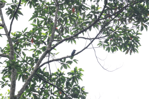 Short-tailed Drongo (Dicrurus striatus), photo 10