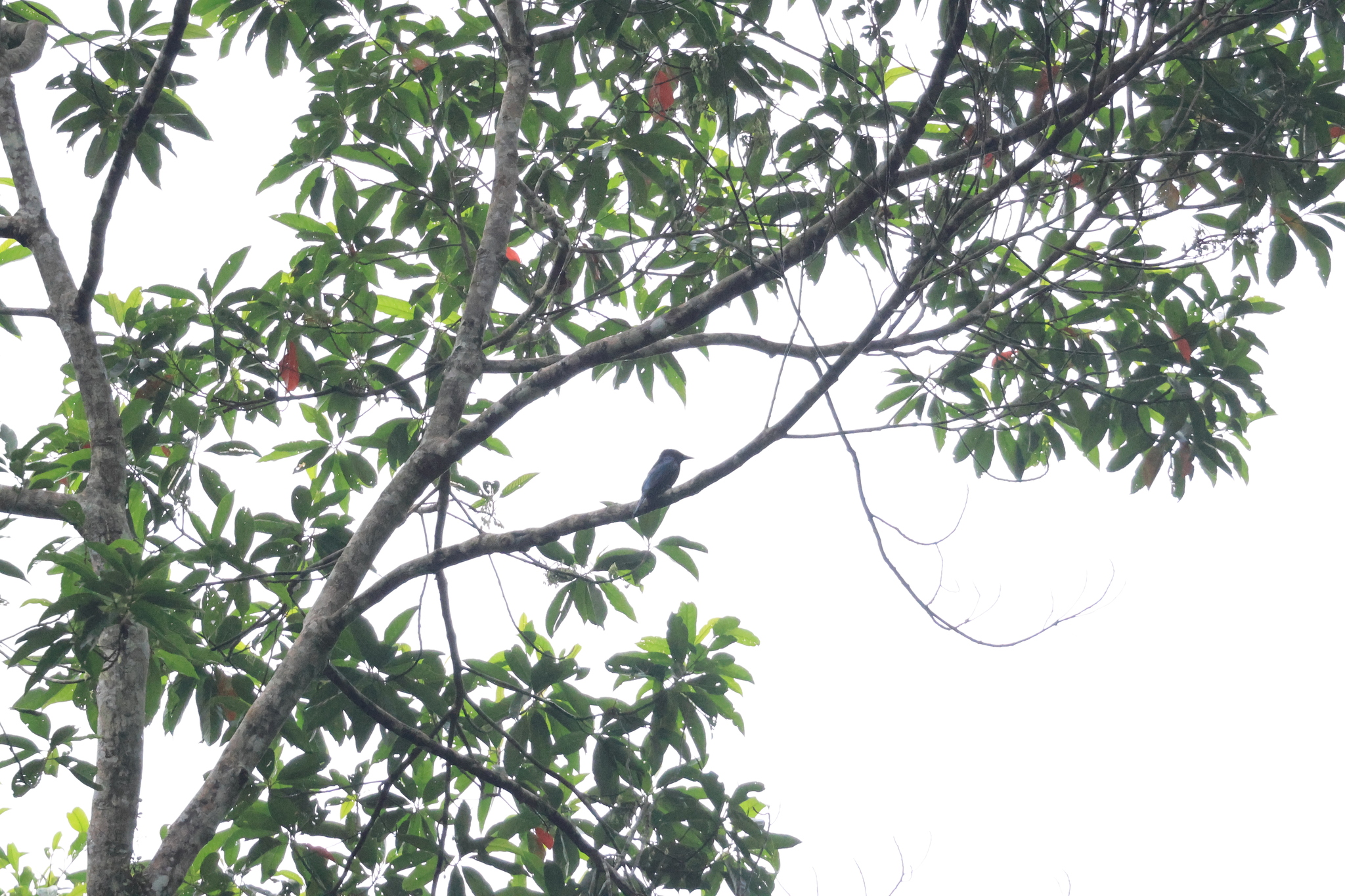 Short-tailed Drongo (Dicrurus striatus), photo 10