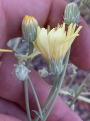 Malacothrix sonchoides