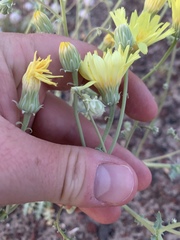 Malacothrix sonchoides