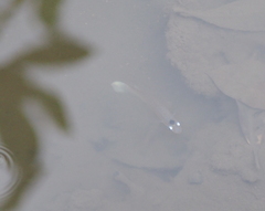 Oxyzygonectes dovii