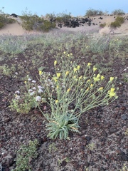 Malacothrix sonchoides