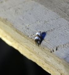 Prepocosma schalidota