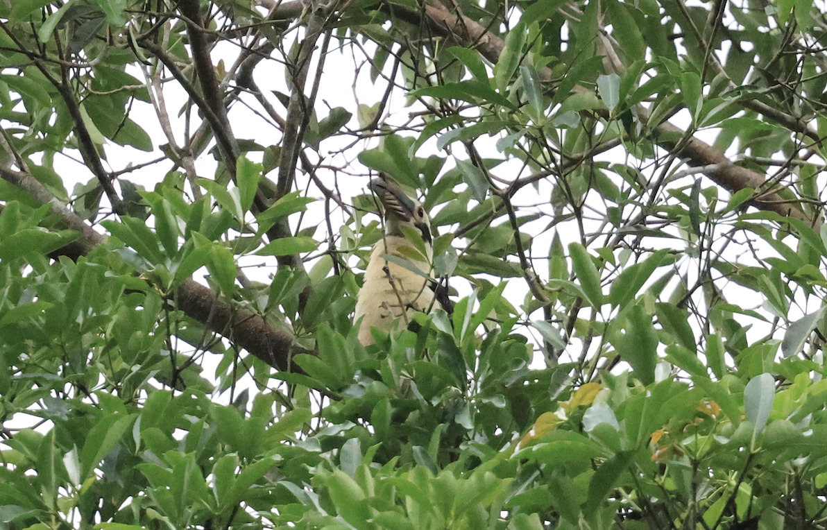Samar Hornbill (Penelopides samarensis), photo 3