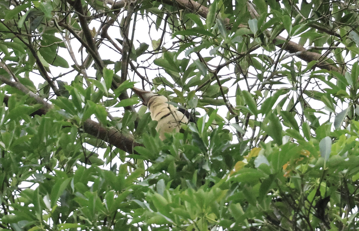 Samar Hornbill (Penelopides samarensis), photo 4