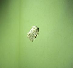 Niphopyralis chionesis